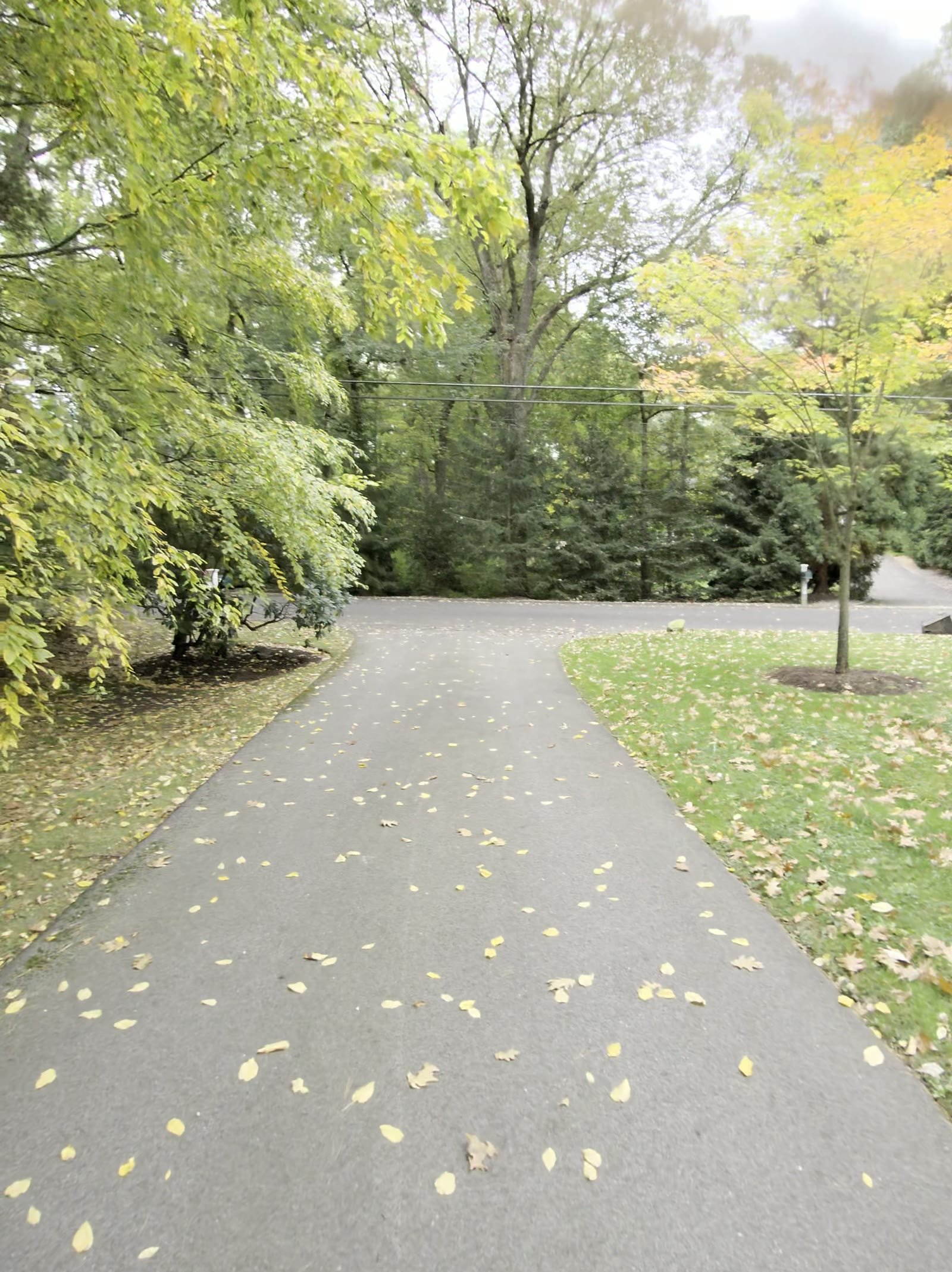 Fall leaves before the cleanup