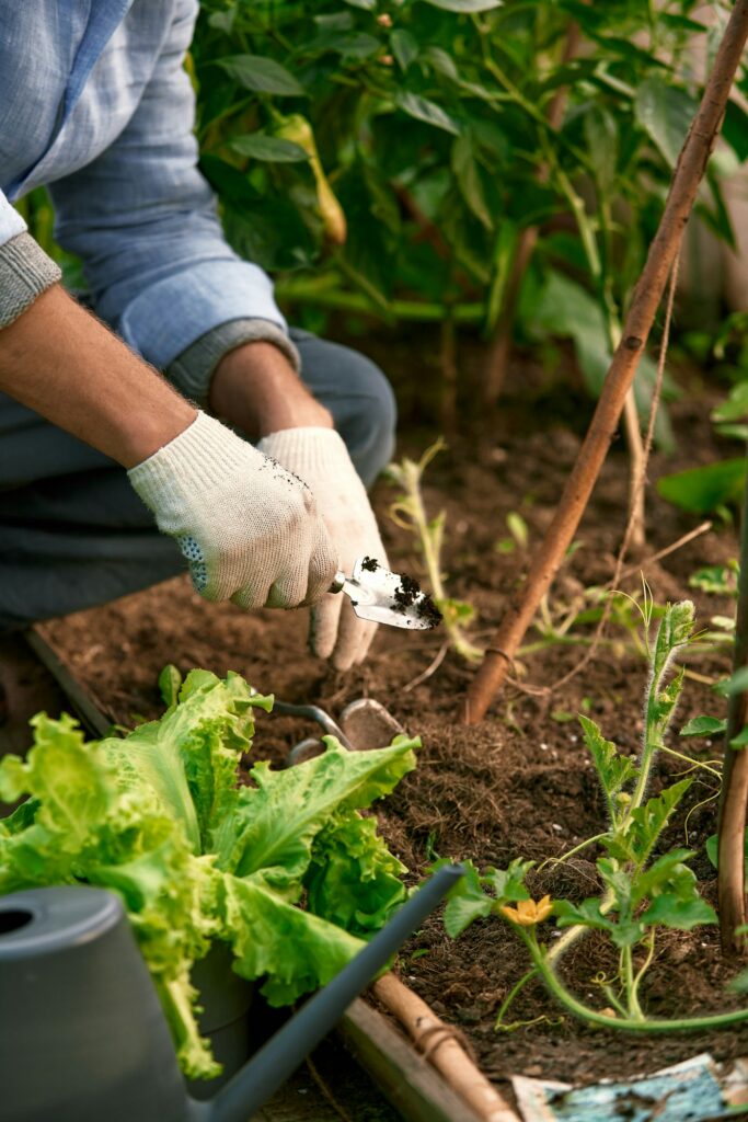 Human hands and seedling against soil fertilized by mulch. Farmer plants tomato seedlings in open