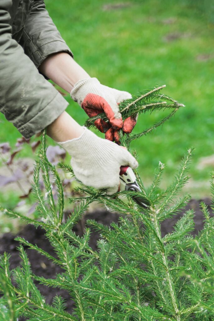 woman with scissors cutting old fir tree branch